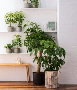 Dehner Holz-Übertopf Luna, Rund, Hellbraun -Gardena Store 8772634 WE MO 001 HeteropanaxChinensT27