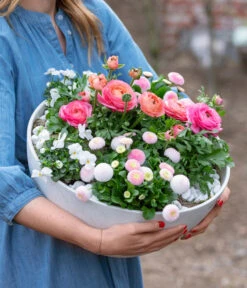 Beet- & Balkonpflanzen-Set Traum In Rosa, 6-teilig -Gardena Store 8800039 WE MO 001 BeetBalkonSetTrauminRosa