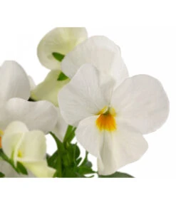 Beet- & Balkonpflanzen-Set Traum In Rosa, 6-teilig -Gardena Store 8808685 WE DE 002 ViolaCornutaWeiss