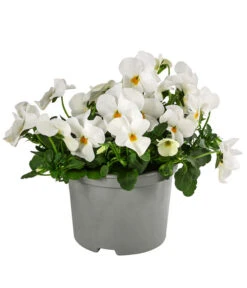 Beet- & Balkonpflanzen-Set Traum In Rosa, 6-teilig -Gardena Store 8808685 WE FS ViolaCornutaWeissGelb