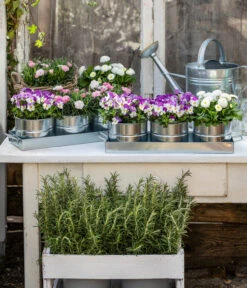 Gänseblümchen, Gefüllt 12 Gänseblümchen, Gefüllt -Gardena Store 8808685 WE MO 001 HornveilchenBellisNelke