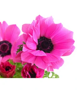 Beet- & Balkonpflanzen-Set Rosa Frühling, 6-teilig -Gardena Store 8809386 WE DE 002 AnemoneCoronariaKronenAnemoneRosaT12
