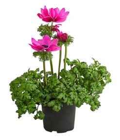 Beet- & Balkonpflanzen-Set Rosa Frühling, 6-teilig -Gardena Store 8809386 WE FS 002 AnemoneCoronariaKronenAnemoneRosaT12
