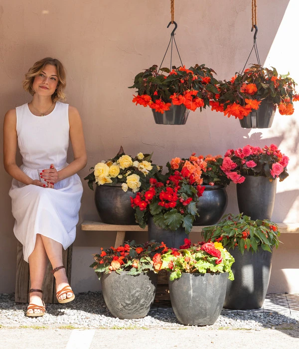 Hängebegonie 'Champagner' 2 Hängebegonie 'Champagner' – Bild 2