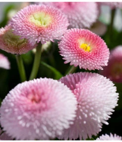 Beet- & Balkonpflanzen-Set Traum In Rosa, 6-teilig -Gardena Store 8809857 PR DE 003 BellisRosaErdbeersahneGaensebluemchenSonderfarben