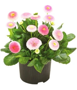 Beet- & Balkonpflanzen-Set Rosa Frühling, 6-teilig -Gardena Store 8809857 WE FS 001 GaensebluemchenBellisRosa