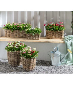 Gänseblümchen, Gefüllt 10 Gänseblümchen, Gefüllt -Gardena Store 8809857 WE MO 001 BellisErdbeersahneGaensebluemchengefuellt