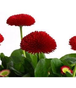 Gänseblümchen, Gefüllt 15 Gänseblümchen, Gefüllt -Gardena Store 8810079 PR DE 002 BellisGefuelltT11DehnerExpressHerzig