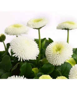 Gänseblümchen, Gefüllt 14 Gänseblümchen, Gefüllt -Gardena Store 8810079 PR DE 003 BellisGefuelltT11DehnerExpressHerzig