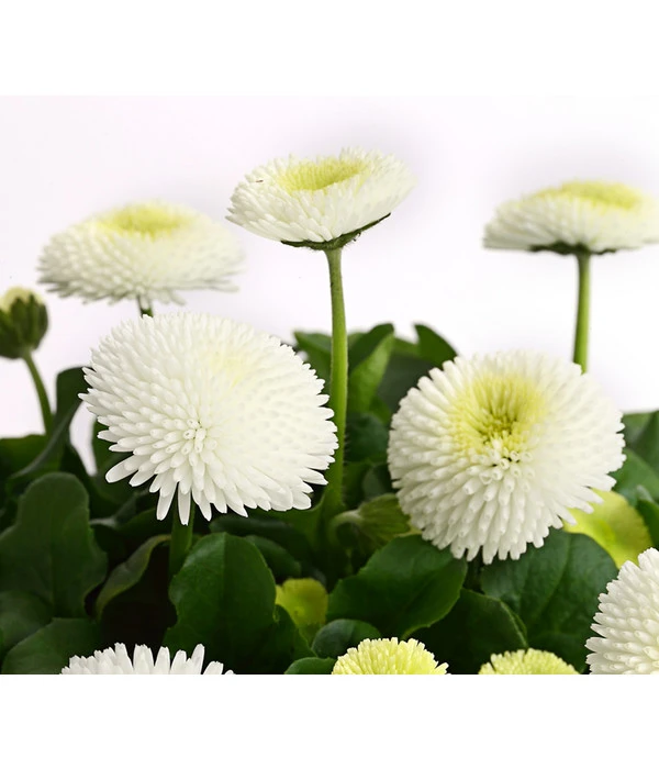 Gänseblümchen, Gefüllt 7 Gänseblümchen, Gefüllt – Bild 7