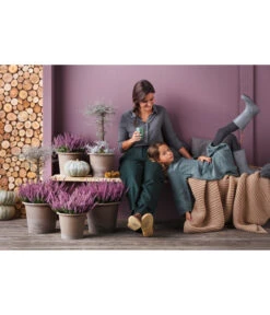 Knospenheide 'Hilda®' -Gardena Store 8810319 PR MO 003 CallunaHildaT11Knospenheide 8811184 CorokiaCotoneasterT12ZickzackstrauchGC20