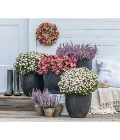 Knospenheide 'Hilda®' -Gardena Store 8810319 WE MO 001 KnospenheideHilda