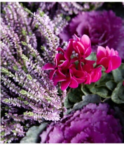 Knospenheide 'Hilda®' -Gardena Store 8810319 WE MO 005 HeideCallunaAlpenveilchenZierkohl
