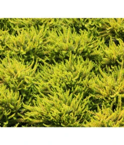 Krähenbeere -Gardena Store 8812216 BildFS 001 KraehenbeereRauschbeereEmpetrumNigrum