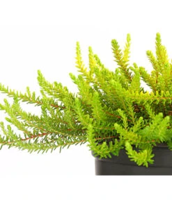 Krähenbeere -Gardena Store 8812216 WE DE 001 EmpetrumNigrumKraehenbeereT11DehnerExpressHerzig