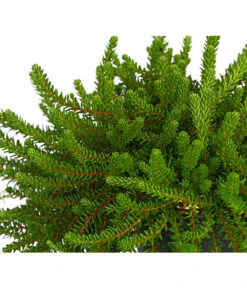 Krähenbeere -Gardena Store 8812216 WE DE 002 EmpetrumNigrumKraehenbeereT11DehnerExpressHerzig