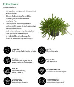 Krähenbeere -Gardena Store 8812216 WE IG 001 Kraehenbeere