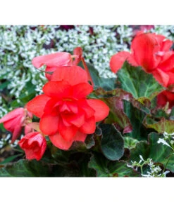 Knollenbegonie, Verschiedene Farben -Gardena Store 8815110 PR MO 001 BegoniaBegonieBGALucknerMai2017