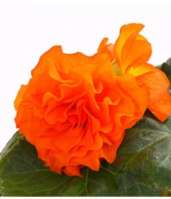 Knollenbegonie, Verschiedene Farben -Gardena Store 8815110 WE DE 001 KnollenbegonieBegoniaTuberhybridaT12OWDehnerExpressHerzig