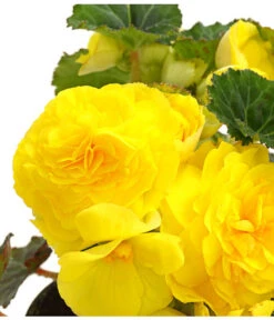 Knollenbegonie, Verschiedene Farben -Gardena Store 8815110 WE DE 002 KnollenbegonieBegoniaTuberhybridaT12OWDehnerExpressHerzig