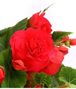 Knollenbegonie, Verschiedene Farben -Gardena Store 8815110 WE DE 003 KnollenbegonieBegoniaTuberhybridaT12OWDehnerExpressHerzig