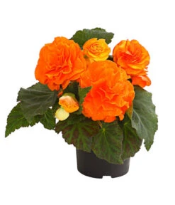 Knollenbegonie, Verschiedene Farben