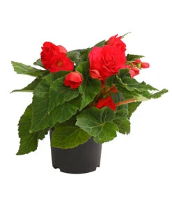 Knollenbegonie, Verschiedene Farben -Gardena Store 8815110 WE FS 003 KnollenbegonieBegoniaTuberhybridaT12OWDehnerExpressHerzig