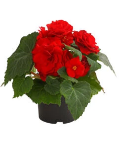 Knollenbegonie, Verschiedene Farben -Gardena Store 8815110 WE FS 004 KnollenbegonieBegoniaTuberhybridaT12OWDehnerExpressHerzig