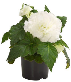 Knollenbegonie, Verschiedene Farben -Gardena Store 8815110 WE FS 005 KnollenbegonieBegoniaTuberhybridaT12OWDehnerExpressHerzig