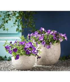 Hängepetunie 'Night Sky' -Gardena Store 8816506 WE MO 004 HaengepetunieNightSkyHaengepetunieT12