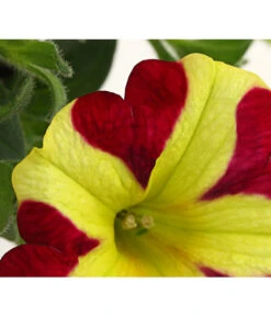 Hängepetunie 'Queen Of Hearts®' -Gardena Store 8816555 PR DE 002 HaengepetunieQueenOfHeartsDehnerExpressHerzig