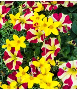 Hängepetunie 'Queen Of Hearts®' -Gardena Store 881655 PR MO 001 HaengepetunieQueenOfHeartsBidensGoldmarieLuckner