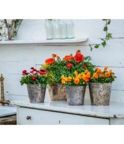 Gänseblümchen, Gefüllt 11 Gänseblümchen, Gefüllt -Gardena Store 8817355 8810079 WE MO 001 RanunkelnGaensebluemchen