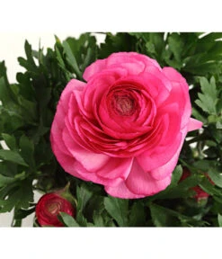 Beet- & Balkonpflanzen-Set Rosa Frühling, 6-teilig -Gardena Store 8817355 PR DE 004 RanunkelnT11DehnerExpressHerzig