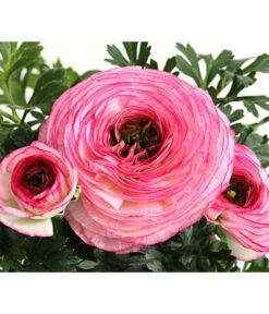 Beet- & Balkonpflanzen-Set Traum In Rosa, 6-teilig -Gardena Store 8817355 WE DE 012 RanunkelRanunculusT11DehnerExpressHerzig