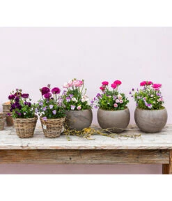 Beet- & Balkonpflanzen-Set Rosa Frühling, 6-teilig -Gardena Store 8817355 WE MO 001 FruejahrTrioMixies 1