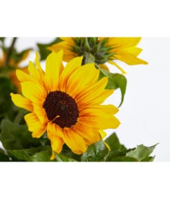 Sonnenblume 'SunBelievable®' -Gardena Store 8823122 PR DE 001 HelianthusSunbelievableSonnenblumeT14NeuheutDehnerExpressZS