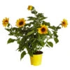 Sonnenblume 'SunBelievable®'