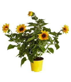 Sonnenblume 'SunBelievable®'