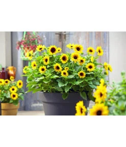 Sonnenblume 'SunBelievable®' -Gardena Store 8823122 PR MO 001 SonnenblumeHelianthusSunbelievableT14