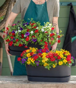 Elho Kunststoff-Topf Greenville, Ca. B20/B18/T49 Cm -Gardena Store 8827016 WE MO 001 SommertrioTrioMio