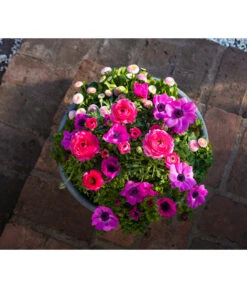 Beet- & Balkonpflanzen-Set Rosa Frühling, 6-teilig -Gardena Store 8827982 WE MO 001 BBSetFruehjahrRosa