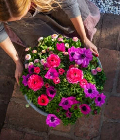 Beet- & Balkonpflanzen-Set Rosa Frühling, 6-teilig -Gardena Store 8827982 WE MO 003 BB SetFruehjahrRosa