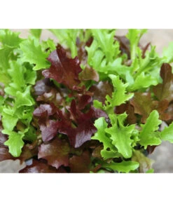 Bio Schnittsalat Im Pottburri®-Topf -Gardena Store 8830309 WE FS 001 BioPBSchnittsalat
