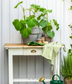 Bioland Gurke, Veredelt -Gardena Store 8830663 WE MO 002 Gurke CucurbitaePepoZucchiniGruen