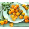 Cherrytomate 'Sungold'