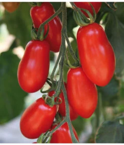 Mini San-Marzano Tomate 'Trilly' 5 Mini San-Marzano Tomate 'Trilly' -Gardena Store 8839144 we DE 001 TomateTrilly