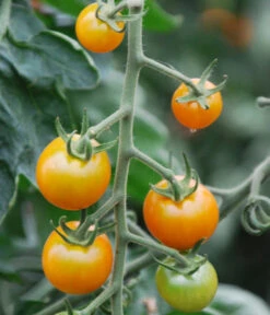 Cherrytomate 'Sungold' 8 Cherrytomate 'Sungold' -Gardena Store 8839326 WE DE 001 TomateSungoldGelbCherrytomate