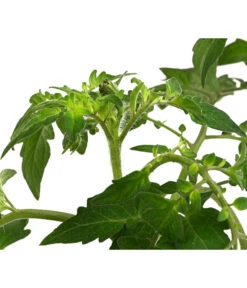 Cherrytomate 'Sungold' 9 Cherrytomate 'Sungold' -Gardena Store 8839326 WE DE 002 TomateSundgoldCocktailGelb