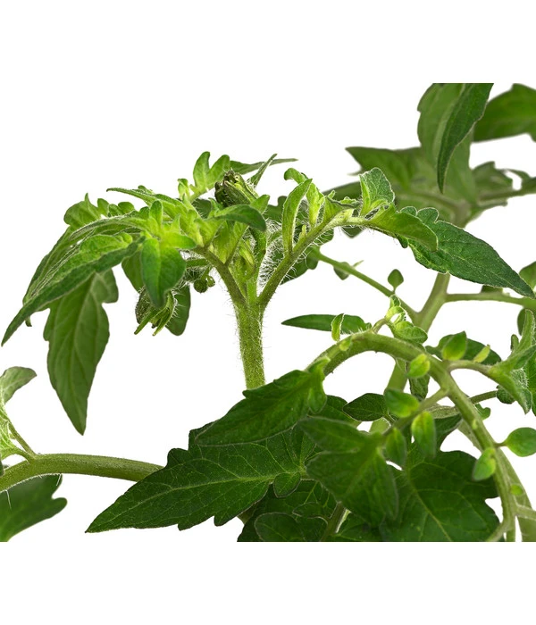 Cherrytomate 'Sungold' 5 Cherrytomate 'Sungold' – Bild 5